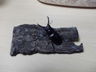 DSCF9117.jpg