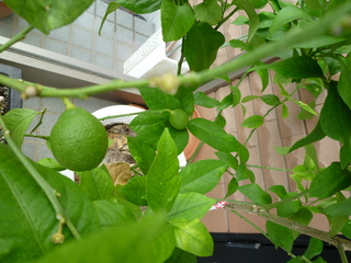 P1000138.JPG